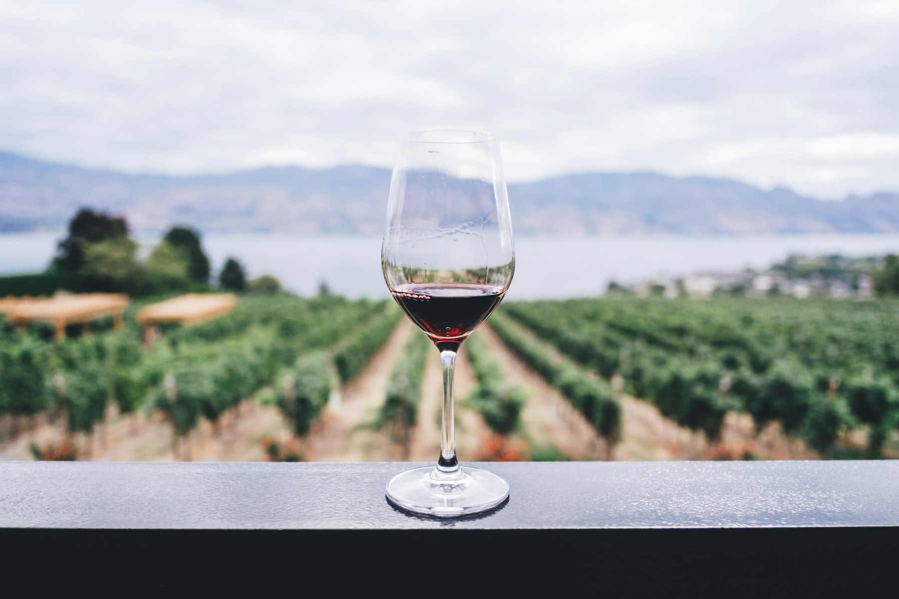 A glass of red wine overlooking vineyard rows